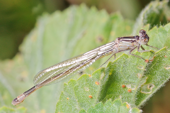 First of the season:  Ischnura genei